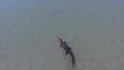 A huge saltwater crocodile swims by a bull shark with a school of fish in tow, tidal flats of Arnhem Land, northeast Australia.