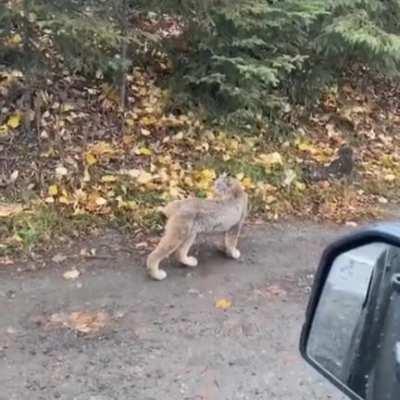 Beautiful lynx and it’s family