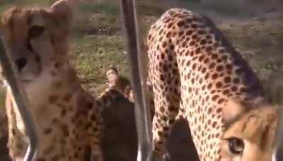 cheetahs meows sound like a house cats