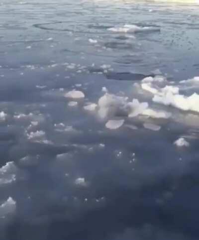 🔥 Polar bear Mom breaking ice at short intervals so the cubs can breathe