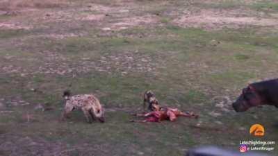 African Wild Dog and Hyena join forces to save kill from a Hippo.