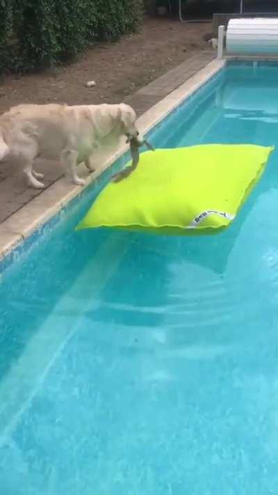 Pool pooch