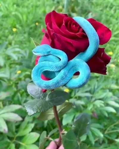 🔥 A blue pit viper on a rose