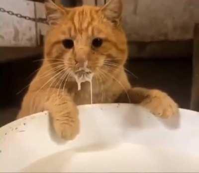 Cat gets caught drinking milk.