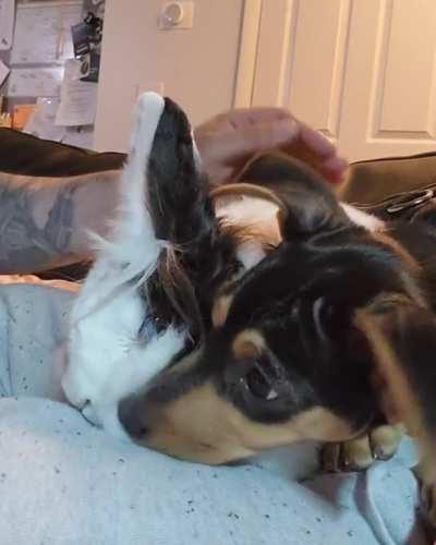 Our 3.5mth-old puppy meeting our 9yr-old bunny for the first time.