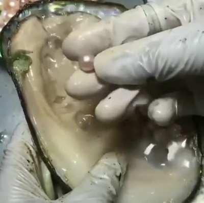 This is how pearls are collected from an oyster.