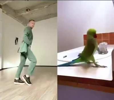 Bird: Can you please stop copying me?