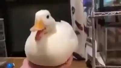 Little duck