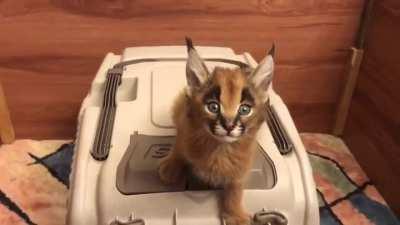 This caracal kitten ♡