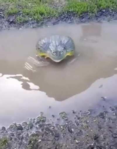 WCGW trying to mess with an absolute unit of a frog