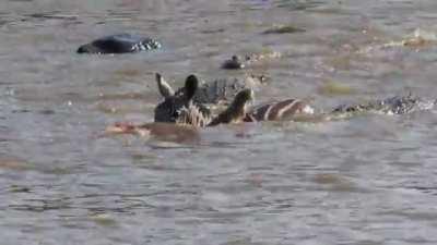 Crocodiles rip Zebras face off