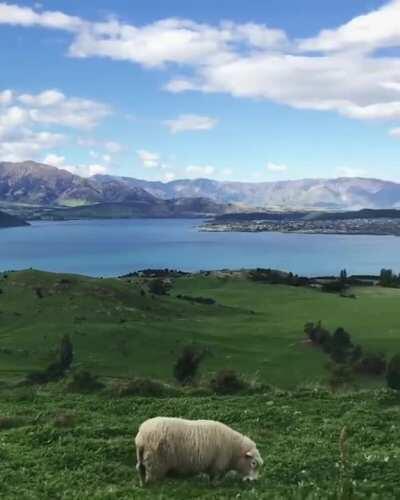 🔥 Natural Grasses of Wanaka, New Zealand 🔥