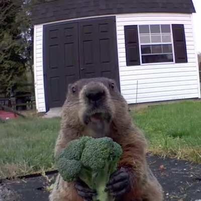 Eat Your Veggies... Nom Nom Nom..