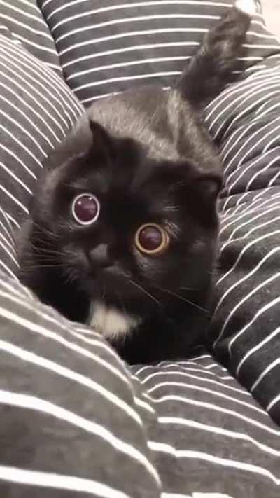 dilating eyes of this cat is just mesmerizing