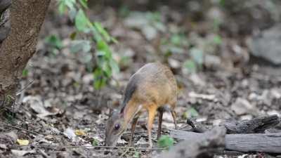 Chevrotains, also known as mouse-deer, are the smallest hoofed mammals in the world. They are found in forests in South and Southeast Asia, with a single species in the rainforests of Central and West Africa. They are solitary or live in pairs, and feed a