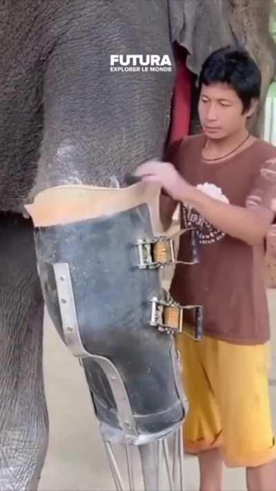 elephant gets a new leg