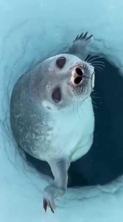 How seals stop water from getting in their noses