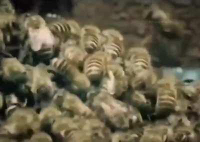 The hornet that kills the honey bee is attacked by other honey bees