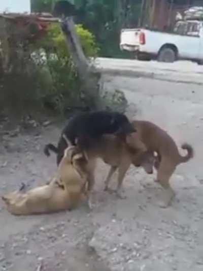 Doggy gangbang