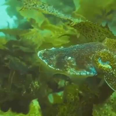 Cuttlefish mimicking its surroundings in an amazing display