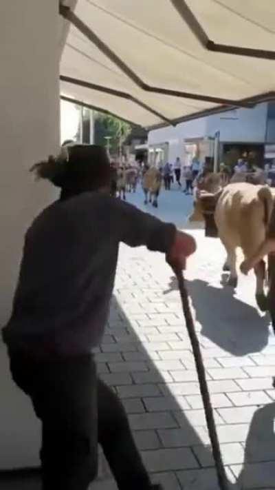 A cow in a shop