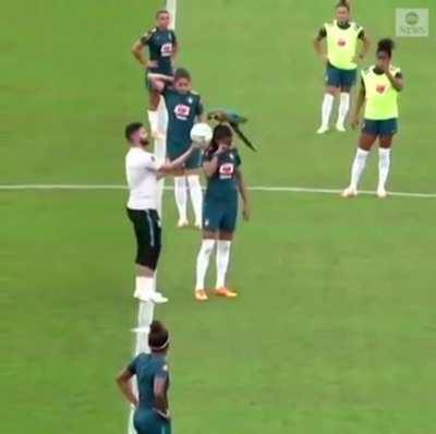 Parrot lands on soccer players head during game