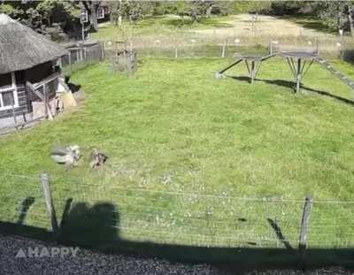 Farm animals come together to save a chicken from a hawk attack