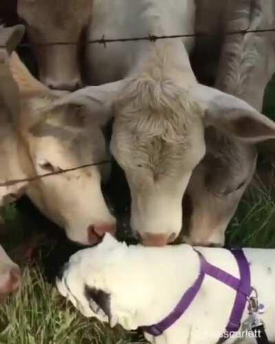 Cows welcome their visitor