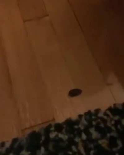 Wife had me convinced I hit a cockroach so hard I blew it’s legs off…. It was a chocolate almonds