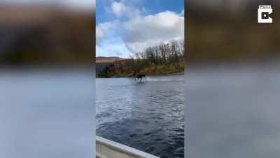 Moose that is blessed by Jesus