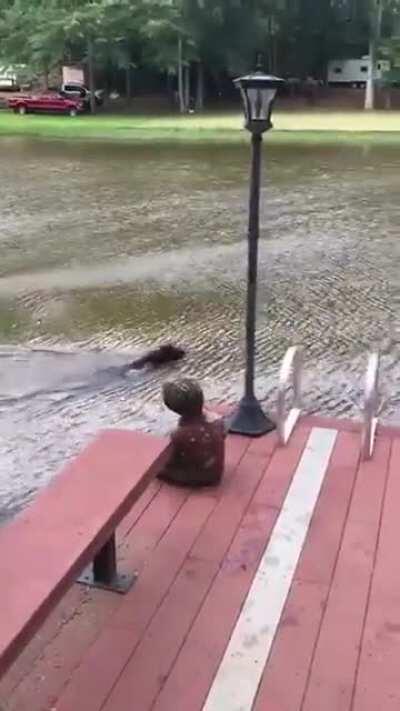 Dogs panic when owner swings out and falls into lake, then swim out to rescue him