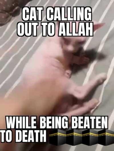 Poor cat boend kil for being Muslin 😤😤🕋🕋😭😭