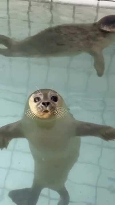 Seal's wink!