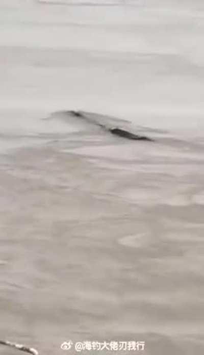 The unknown creature in the Yangtze river!!!