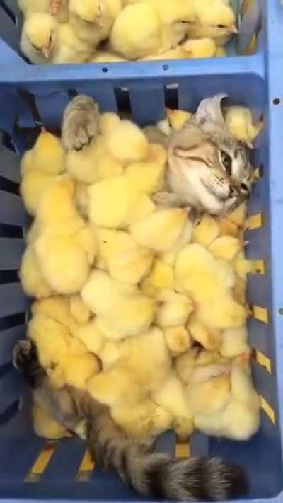 Dudes a literal chick magnet.