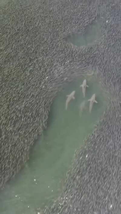 Sharks swimming through schools of fish