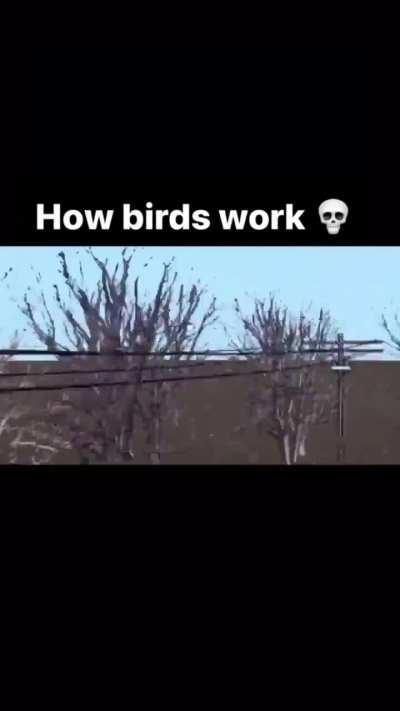 How a bird operates