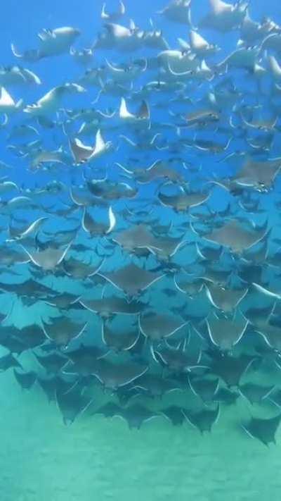 Massive migration of Mobula Rays at Baja California Sur, Mexico