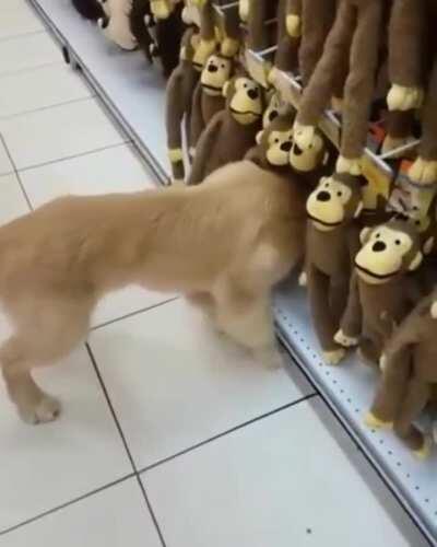 'Hmm, these look nice... but yeah... I think I'll get this one, has a nice smell' - puppy