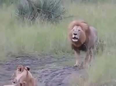 Baby lion cubs trying to roar like there father. Roar!