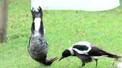 🔥 Australian Magpies Just Hanging Out