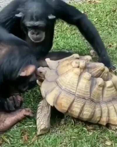 Chimps having lunch with a tortoise.