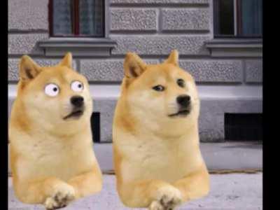 Le one and only Doge has arrived