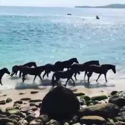 🔥These retired racehorses are now sea horses living their best life. This slice of heaven is called Nihi Sumba, a forgotten island in Indonesia