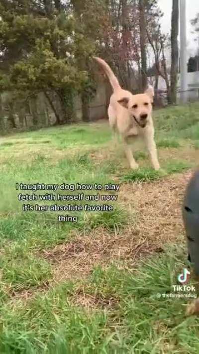 Dog playing fetch with herself