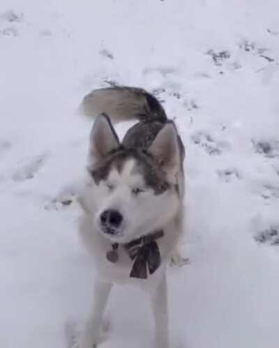 Blind doggo gets excited over snow