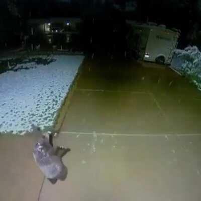 Bear cub pausing to explore falling snowflakes in someone's backyard