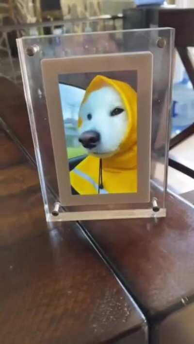 Dog in a raincoat