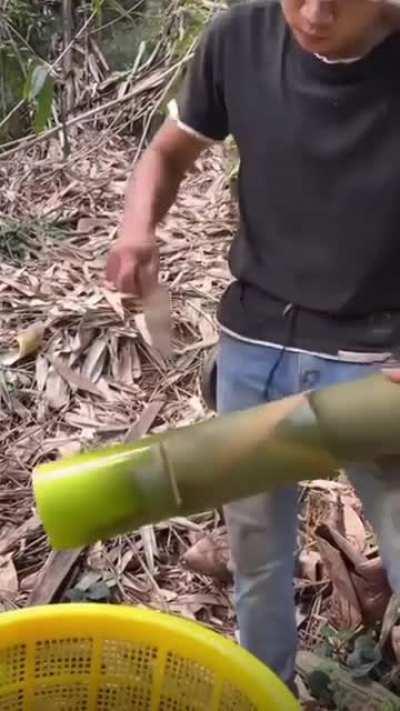 Bamboo shoot harvesting