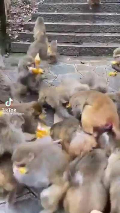 Monkeys getting a box of food